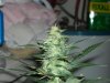 first grow 028.jpg