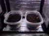 Grow Room - Close tupperware.jpg