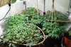 canopy development.jpg