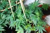 liberty haze.jpg