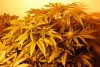 liberty haze.jpg