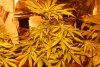 cheese(IBL).jpg