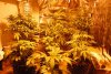 new grow begining.jpg
