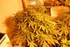 troll 3-4weeks flower.jpg