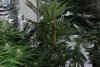 cheese(IBL) week 4.jpg