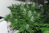 troll week 5 flower.jpg