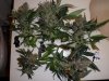 SAM_0861 - CopyA.jpg