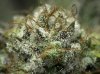 Oregon Bues-macro (1 of 2)-2.jpg