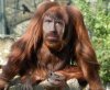 Chuck-Norris-Orangutan--69126.jpg