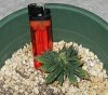 World's smallest cannabis plant1.jpg