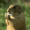 Woodchuck_zps6d402a09.gif