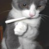 cat-with-marijuana.jpg