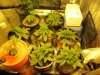 blue cheese grow 001.jpg