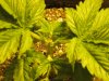 blue cheese grow 003.jpg