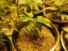 blue cheese grow 004.jpg