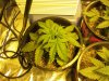 blue cheese grow 005.jpg