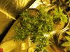 blue cheese grow 006.jpg