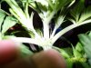 1st BUBBA KUSH PICS 004.jpg