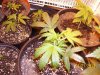 1st BUBBA KUSH PICS 013.jpg