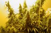 day45 flower_1.jpg