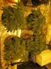 blue cheese grow 33 days old 001.jpg