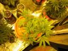 blue cheese grow 33 days old 006.jpg