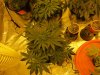 blue cheese grow 33 days old 008.jpg