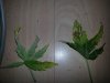 20130203_140621.jpg