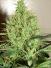 DSC07276.jpg