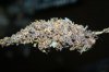blackzombie nug.jpg