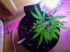 Super Lemon Skunk clone. 02-05.jpg