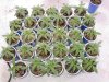 apricot-cush-grow-seedlings-feb-11.jpg