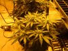 week 3 flowering 002.jpg