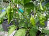 greenfatalii_zps0f764eeb.jpg