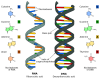 749px-Difference_DNA_RNA-EN.svg.png