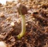 seedling 003.jpg