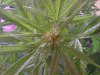 One top of Tropa Canna 02-23.jpg