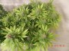 Dinafem Blue Widow Aerial View.jpg