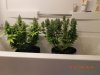 Nirvana Auto Bubblicious & SeedsMan White Widow.jpg