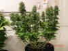 SeedsMan White Widow Side View 2.jpg