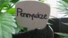 Tga Pennywize Test Grow Day 44 (3).jpg