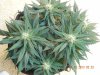 Delicious Seeds Critical Jack Aerial 2.jpg