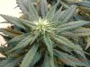 Delicious Seeds Critical Jack Frost 2.jpg