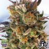 Grandaddy-Purple-Seeds-Phantom-Cookies.jpg