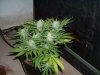 week 6 flowering 001.jpg