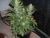 week 6 flowering 003.jpg