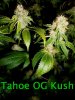 Tahoe OG.jpg