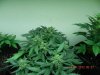 Beyonce Green AKA Bagseed Aerial 2.jpg