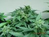 Beyonce Green AKA Bagseed Budsites.jpg