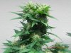 Seedsman White Widow  #1-4.jpg